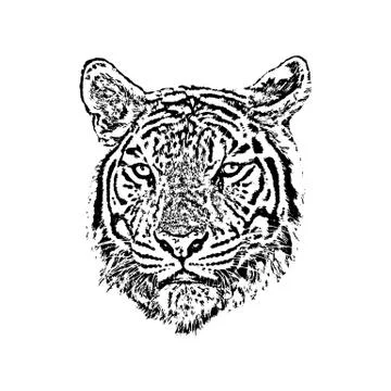 Vector of a tiger face on white background. Wild Animals. Stock Illustration