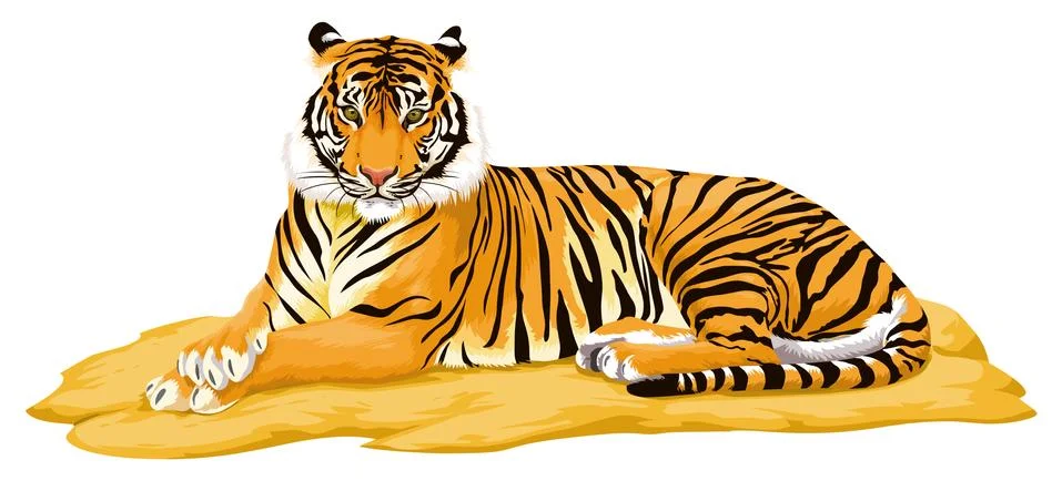 Vector of tiger. Stockillustratie