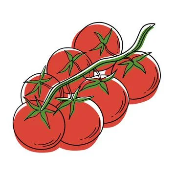 Vector tomatoes on a branch. The stylized tomato is isolated. The tomato icon. Stock Illustration