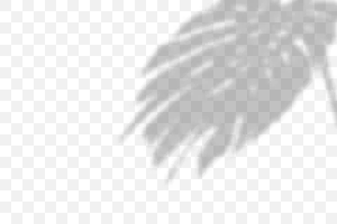 Vector transparent natural plant shadow. Light effect Stock Illustration
