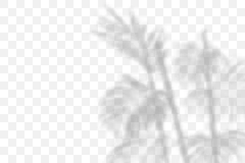 Vector transparent natural plant shadow. Light effect Stock Illustration
