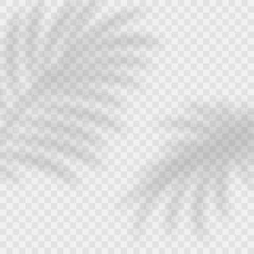 Vector Transparent Shadow Effects. Tropical Leaves, Palm Leaves Shadow Overlay Stock Illustration