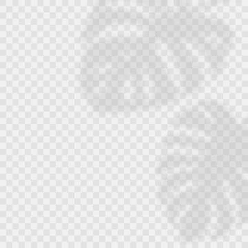Vector Transparent Shadow Effects. Tropical Leaves, Monstera Leaves Shadow Stock Illustration