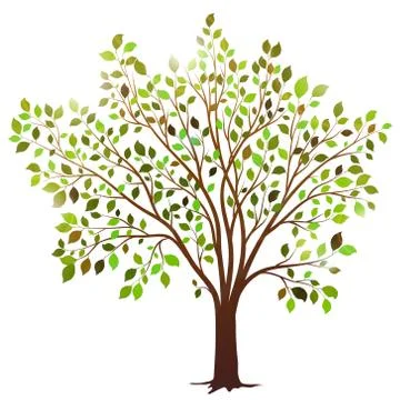 Vector tree with green leaves on white background Stock Illustration