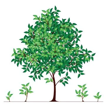 Vector tree Stock Illustration