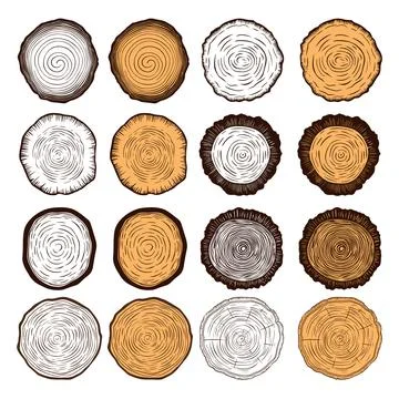 Vector Tree Ring, Saw Cut Tree Trunk, Wood Log, Cross. Pine, Oak Slices, Lumber Stock Illustration