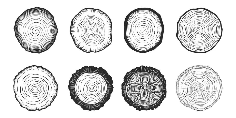 Vector Tree Rings, Saw Cut Tree Trunk, Wood Log, Cross. Pine, Oak Slices, Lumber Stock Illustration
