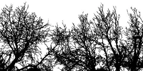 Vector trees background. Stock Illustration