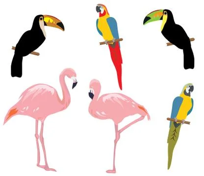 Vector tropical birds Illustrazione stock