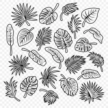 Vector Tropical Leaf Silhouette Icon Set. Flat Vector Monstera, Ficus, Banana 스톡 일러스트