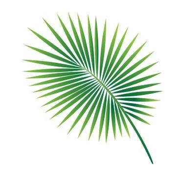 Vector tropical palm leaf isolated on white background Stock Illustration