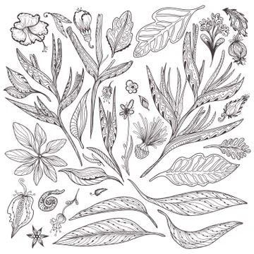 Vector Tropical Plants Set Illustrazione stock