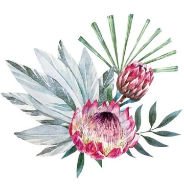 Vector tropical protea composition Stock Illustration