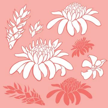 Vector tropical torch ginger flowers elements. Suitable for brochures, posters Stock Illustration