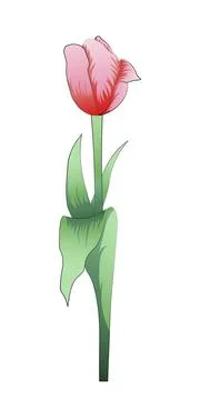 Vector tulip with a gradient fill, isolated on a white background. Stock Illustration