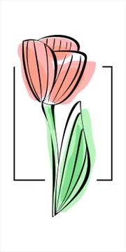 Vector tulip on a white background, outline, imitation of watercolor. Stock Illustration
