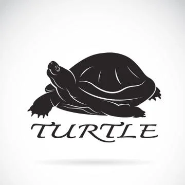 Vector of a turtle on white background. Reptile Animal. Stock Illustration