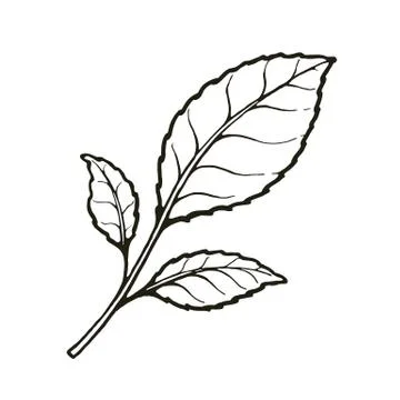 Vector of twig with leaves of tea or mint Stock Illustration