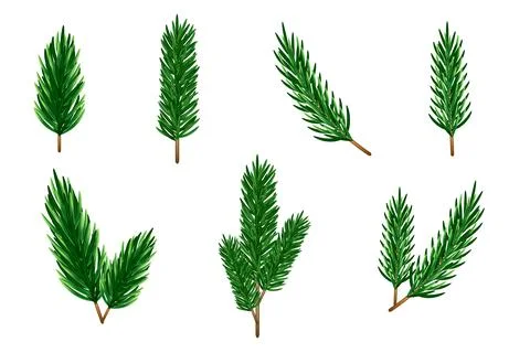 Vector twigs of Christmas tree, fir, spruce on a white background. Stock Illustration