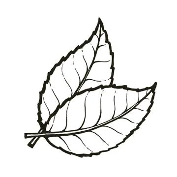 Vector of two leaves of tea or mint Stock Illustration