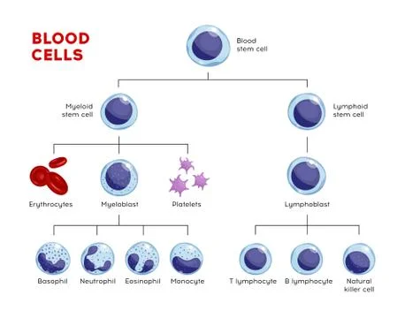 Vector types of blood cells Stock-Illustration