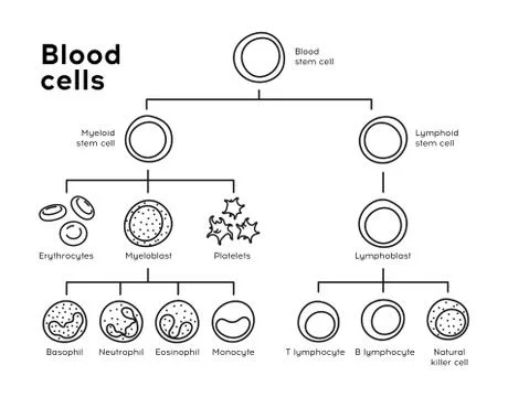 Vector types of blood cells. Stock Illustration