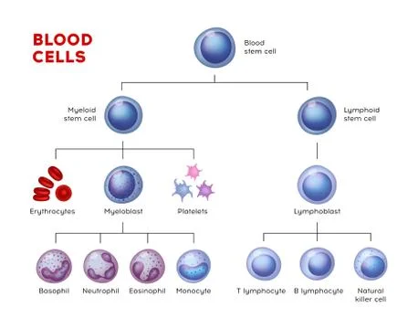 Vector types of blood cells. Stock Illustration