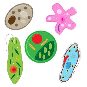 Vector unicellulars set Stock Illustration