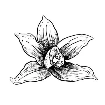 Vector vanilla hand drawn sketch. Vintage style Stock Illustration