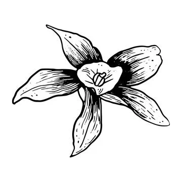 Vector vanilla hand drawn sketch. Vintage style Stock Illustration