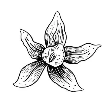 Vector vanilla hand drawn sketch. Vintage style Stock Illustration