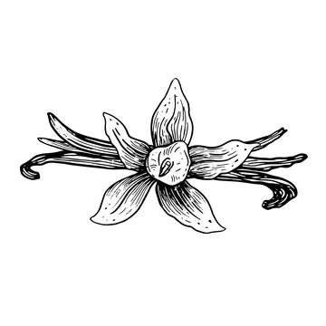 Vector vanilla hand drawn sketch. Vintage style Stock Illustration