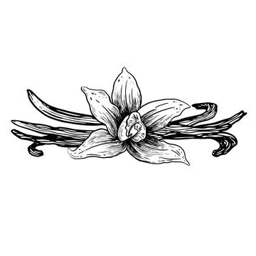 Vector vanilla hand drawn sketch. Vintage style Stock Illustration