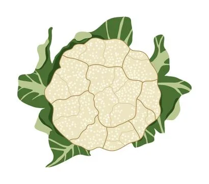 Vector vegetable cauliflower cabbage Stock Illustration