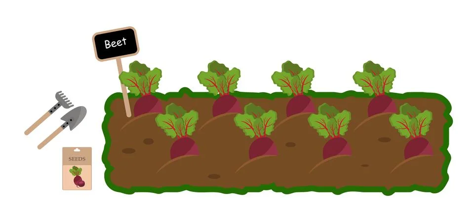 Vector vegetable garden isolated on a white background. Illustration of a mat 스톡 일러스트