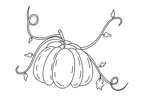 Vector vegetable pumpkin with stems and leaves. Stock Illustration