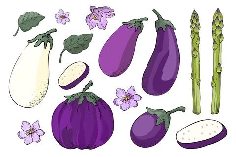 Vector vegetable set. Sketch. Eggplant and asparagus. Vector vegetable set... Stock Photos