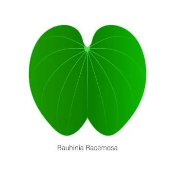 Vector version of the leaf named bauhinia racemosa or called apta leafs in In Illustrazione stock
