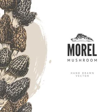 Vector vertical border in the style of a hand-drawn colored sketch with morel Stock Illustration