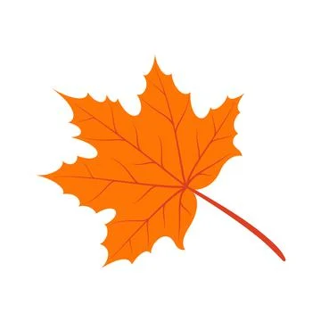 Vector viburnum leaf isolated cartoon maple plant Stock Illustration