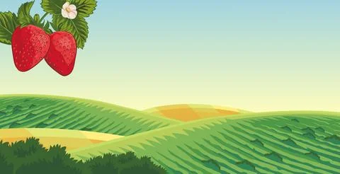 Vector view of a strawberry garden Stock Illustration