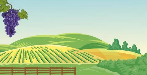 Vector vineyard Stock Illustration