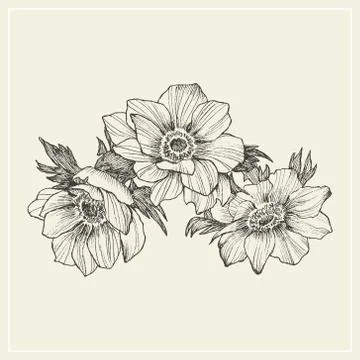 Vector vintage anemone set. Hand drawn illustration. Great for wedding Stock Illustration