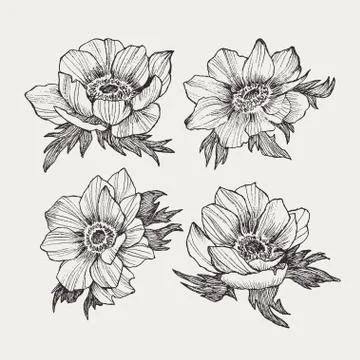 Vector vintage anemone set. Hand drawn illustration. Great for wedding Stock Illustration