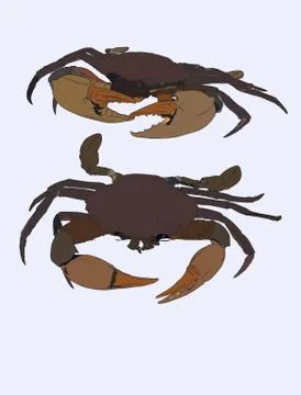 Vector vintage crab drawing. Hand drawn monochrome seafood illustration. Grea Stock Illustration