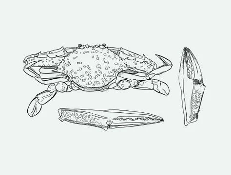 Vector vintage crab drawing. Stock Illustration