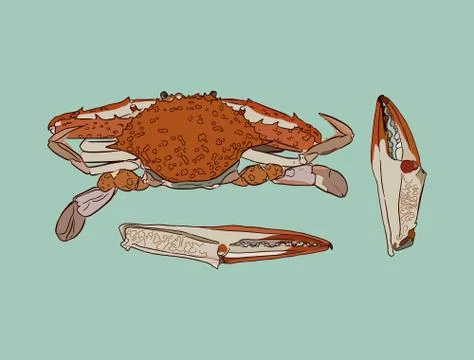 Vector vintage crab drawing. Stock Illustration