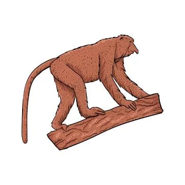 Vector vintage illustration of Proboscis Monkey Stock Illustration