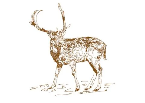 Vector vintage style engraved hand drawn deer animal hunting season. Forest deer Stock Illustration