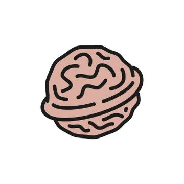 Vector walnut flat color icon. Isolated on white background Stock Illustration